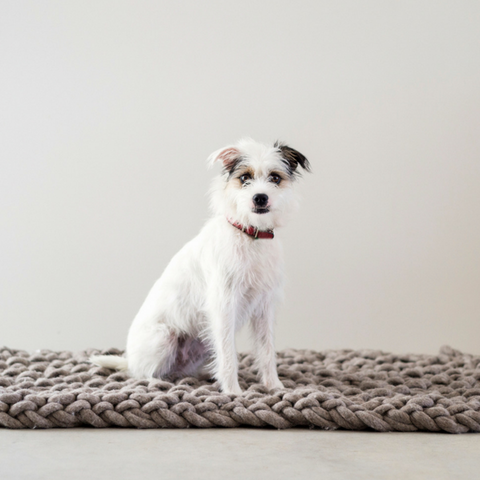 Knit a cosy mat for your fur baby using Plump & Co pure wool chunky yarn