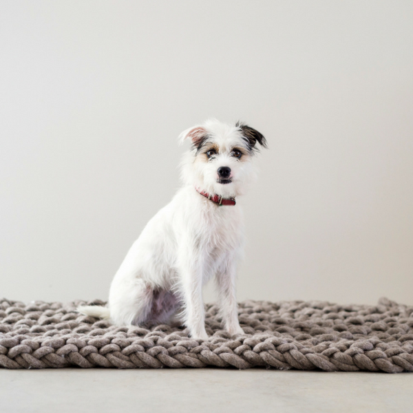 Knit a cosy mat for your fur baby using Plump & Co pure wool chunky yarn